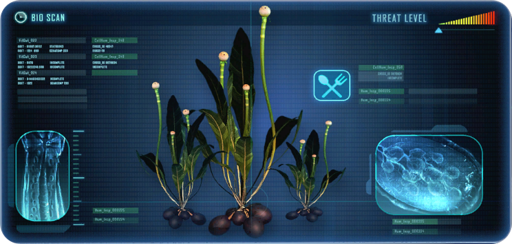中国马铃薯植株.png