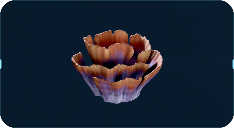 穷海柳